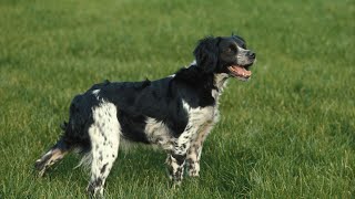 Understanding the Energy Levels and Needs of a Brittany Dog
