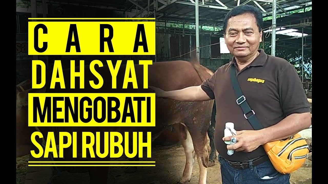 Cara Dahsyat Mengobati Sapi Rubuh Youtube