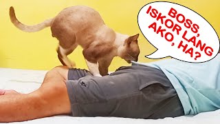 PINOY SIAMESE CAT IN HEAT MATING WITH HUMAN | Mr Mael The Cat TV
