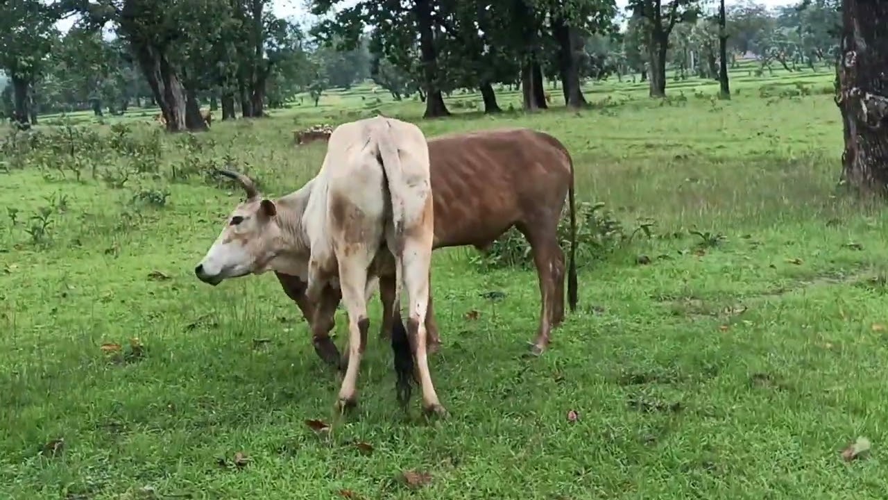 सांड के साथ लड़ाई हो गई || आज मरते मरते बचा || Bull Fight ||
