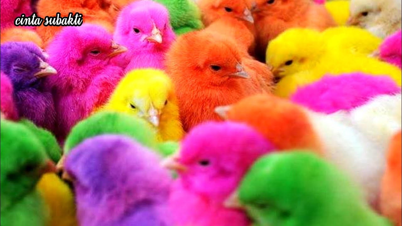  Anak Ayam Lucu  Warna Warni Tek Kotek Kotek Lagu Anak  