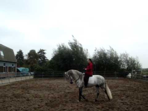 Comanche Andalusian stallion, Andalusier hengst