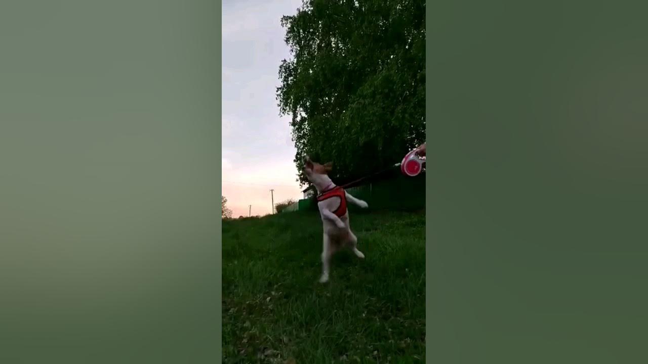 Ника охотится на пузыри 🐶 #собака #животные #shorts - YouTube