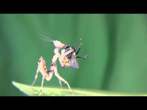 Mantis eats fly alive
