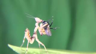 Mantis eats fly alive