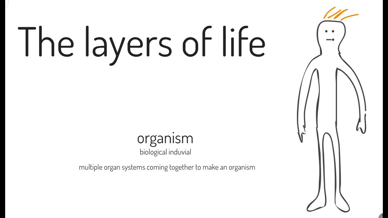 The Layers of life - YouTube