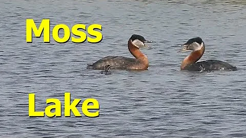 Moss Lake Short Loop - Grebe Family, Butterflies, and a Lost Marshmallow (Elk Island National Park)