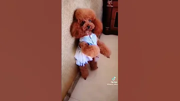 سونا ترقص بفستانها الجديد 