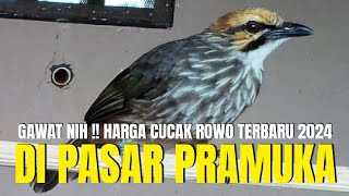 GAWAT NIH !!! HARGA BURUNG CUCAK ROWO 2024 JADI CUMA SEGINI DI PASAR PRAMUKA !