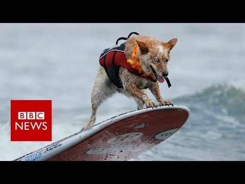 Video: Surf - Top Dog-sites