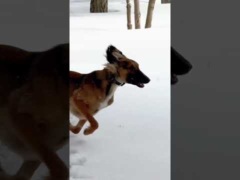 Акорда поделилась видео тазы, которого подарили Токаеву