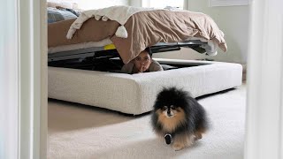 Intense Game of Hide and Seek with My Dog