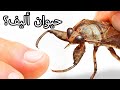 اقتنيت حشرة قارضة للأصابع كحيوان أليف مؤلمة جد ا اقتنيت حشرة قارضة للأصابع كحيوان أليف مؤلمة جد ا