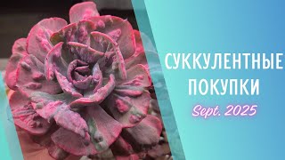 картинка: Распаковка суккулентов с Growbox и CactusFest 🌱 Сентябрь 2025