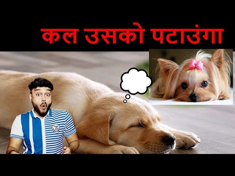 क्या जानवर सपने देखते है? Do Animals Dream? What Does Scientific Research Say?