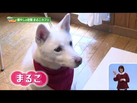 2019. . 「ひょうご発信！」ひょうごトピッ！  セラピー犬で癒やしをお届け「まるこカフェ」