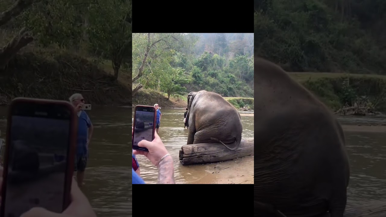 Elephants being silly 🐘 #elephant