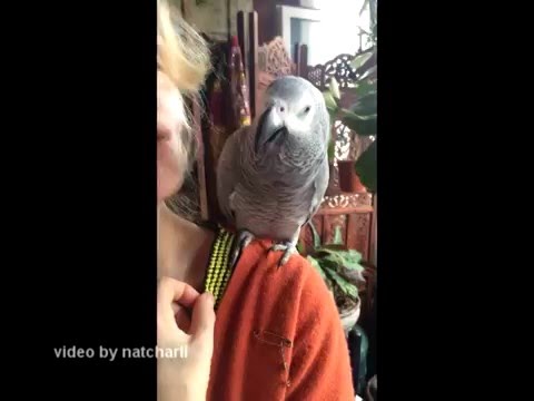 სასაცილო პიასტრო 2 Funny PIASTRO