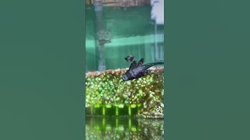 Cá lau kính da beo và công dụng trong hồ cá bảy màu