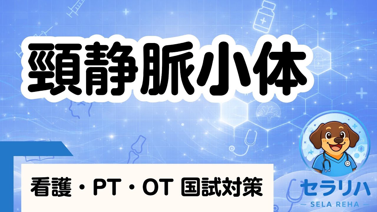 【頸動脈小体】低酸素を感知するセンサー｜呼吸が増える仕組みをわかりやすく解説.            #国家試験対策#看護学生#PT学生#OT学生#医療系学生