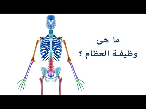 وظائف العظام : وظيفة العظام وفوائد الهيكل العظمي