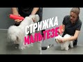 СТРИЖКА МАЛЬТЕЗЕ / АЗИАТСКИЙ ГРУМИНГ / МАЛЬТИЙСКАЯ БОЛОНКА / GROOM SCHOOL