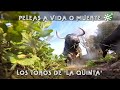 Toros de La Quinta: evitar las peleas previo a la lidia de Madrid 2 | Toros desde Andalucía