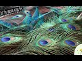 孔雀の羽を乾かすよ 美しい羽根が撮れました【作業動画】乾燥編：Let dry peacock wings