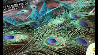 孔雀の羽を乾かすよ 美しい羽根が撮れました【作業動画】乾燥編：Let dry peacock wings