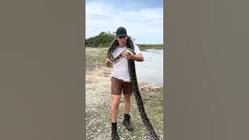 Massive Python Found in the Everglades!  #reptiles #snake #python
