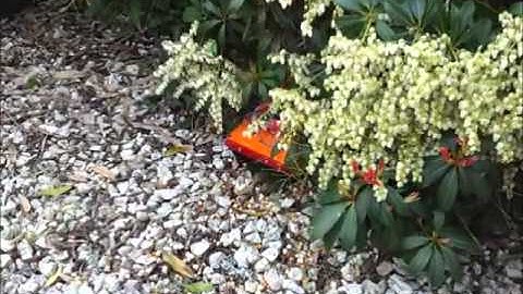 Arduino Uno Tank Bot