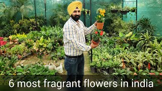 Top Best 6 Fragrant Aromatic Scented