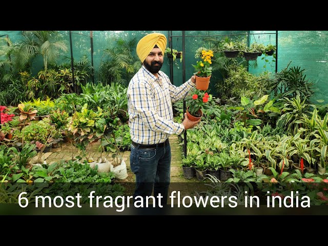 Top Best 6 Fragrant Aromatic Scented