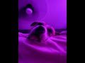 Dog make you sub