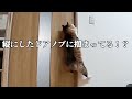 脱走防止ドアを突破する天才猫【元野良猫まるとら＆ぽこまる】