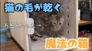 ペット用の乾燥機で洗ったルトを入れたら。。。