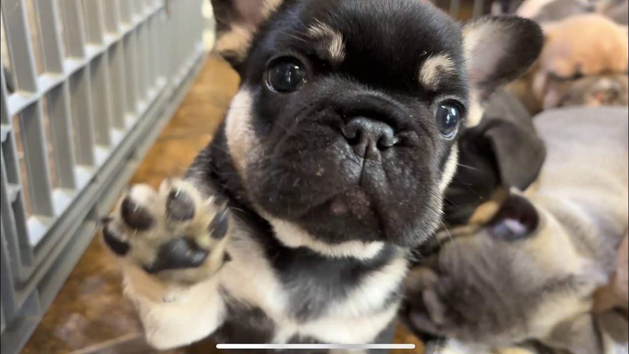 Tiny Paws, Big Zoomies! You’ll Smile the Whole Time Puppy 5 Week Update