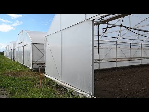 დავით ონიანი