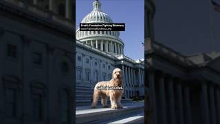 Gene therapy restored this dog’s vision.