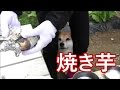 柴犬小春　BBQの炭火で焼き芋【ASMR】