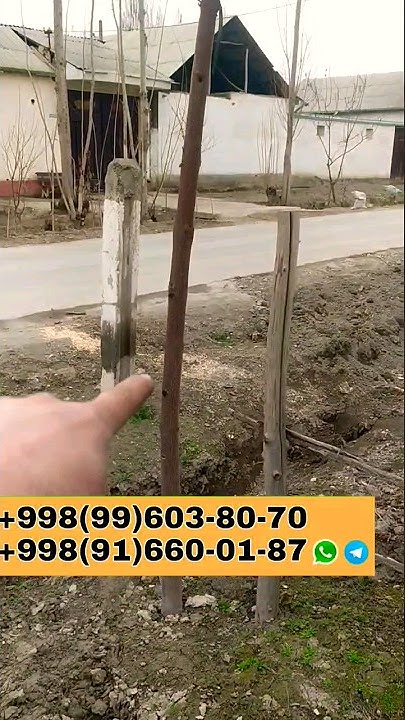 #pavlovniya МАНА ПАВЛОВНИЯ СОРТ 9501 АХВОЛИ ПАВЛОВНИЯ СОРТ ТАНЛАШДА ...