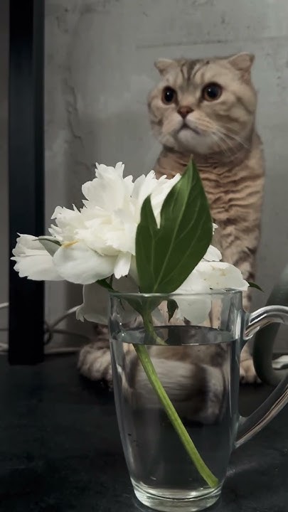 Как намекнуть на цветы?Никак🤣🤣🤣 #обучениепсихологии #cat #catlover # ...