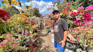 AMAZING BOUGAINVILLEA GARDEN: PROPAGATION GAMIT ang GRAFTING METHOD