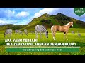 Ini yang terjadi jika kuda disilangkan dengan zebra zorse