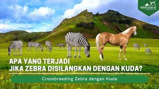 Ini yang Terjadi Jika Kuda Disilangkan dengan Zebra (Zorse)