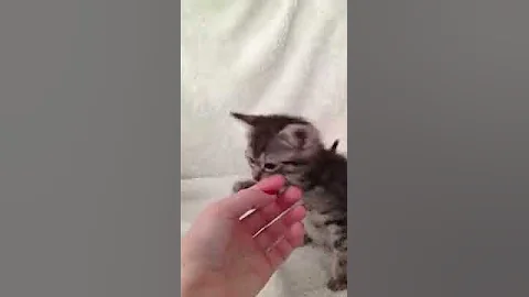 Video 1005061: f5 savannah kitten, exotic savannah, breeds savannah, rare breed exotics