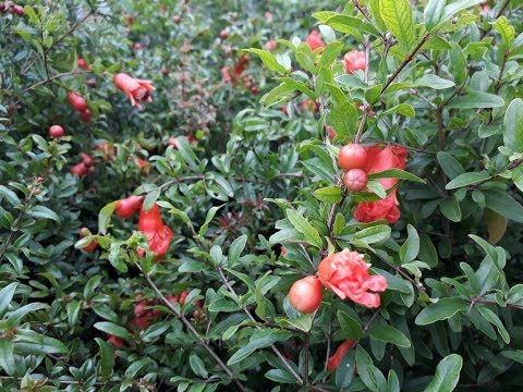 Video: Thông tin về cây Ardisia Nhật Bản - Mẹo về cách trồng cây Ardisia Nhật Bản