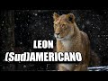 🦁 ¿Vivió Panthera atrox en Sudamérica? #León Americano