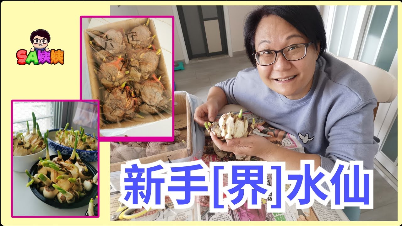 [Sa姨姨日常] 新手界水仙｜水仙頭｜花開富貴