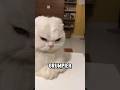 This Cat Got Brushed and Now Looks Like an Angry Boss